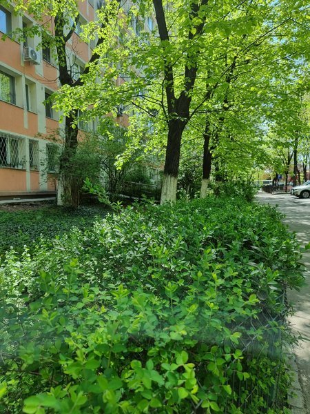 Dristor, Baba Novac, Titan,